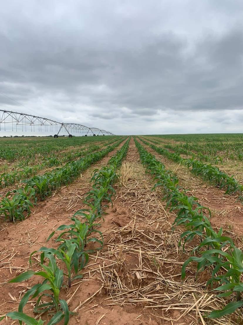 SISAGRO Food Security